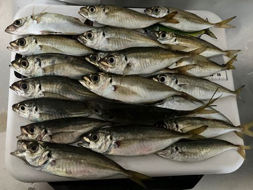 アジの釣果