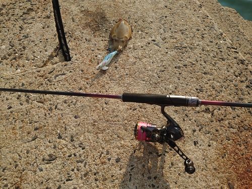コウイカの釣果