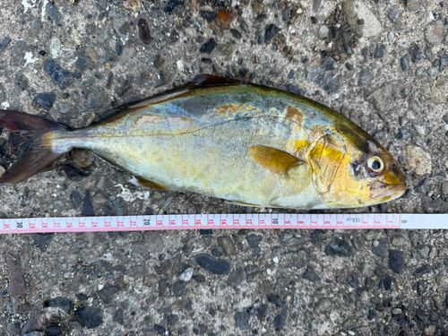 カンパチの釣果
