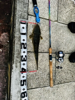 マゴチの釣果