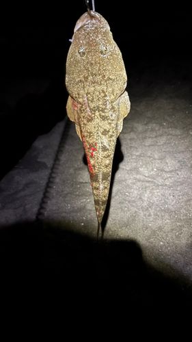 マゴチの釣果