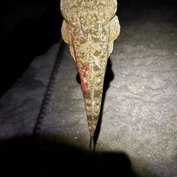 マゴチ