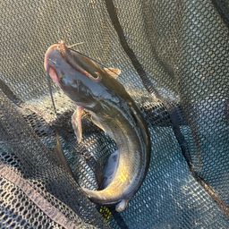 アメリカナマズ