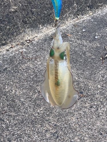 音海周辺