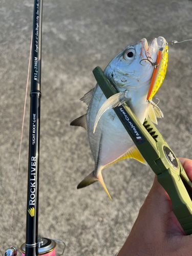 メッキの釣果