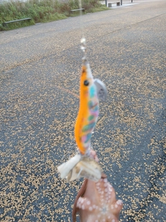 マダコの釣果