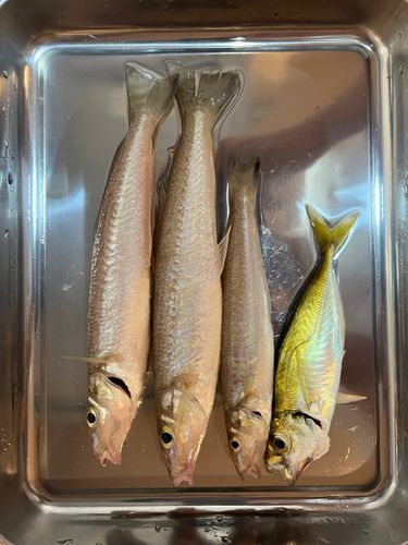 キスの釣果