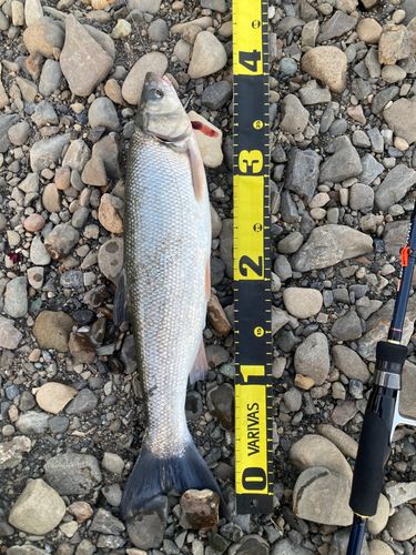 ウグイの釣果