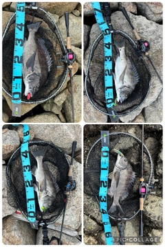 チヌの釣果