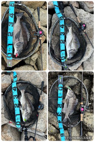 チヌの釣果