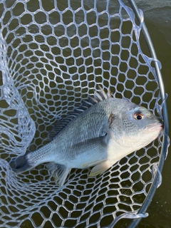 キビレの釣果