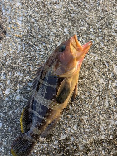 チャイロマルハタの釣果