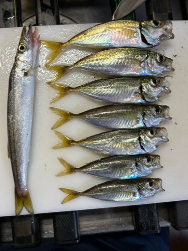 アジの釣果
