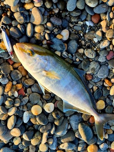 ショゴの釣果