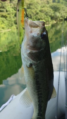 ブラックバスの釣果
