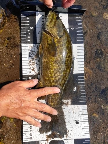 スモールマウスバスの釣果