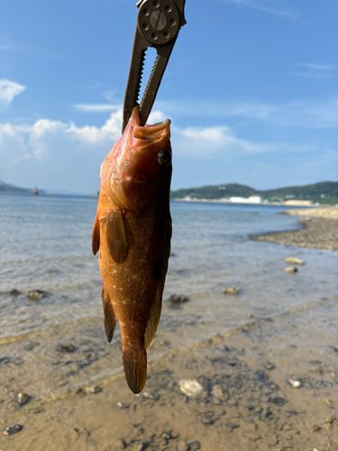 キジハタの釣果