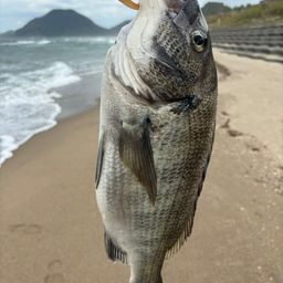 チヌ
