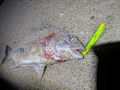 キビレの釣果