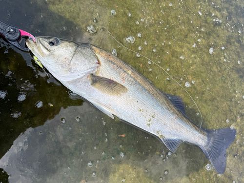 シーバスの釣果