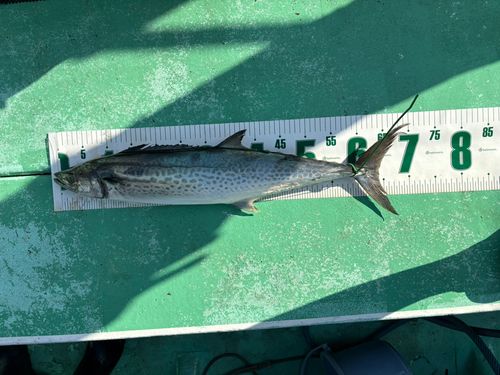 サワラの釣果