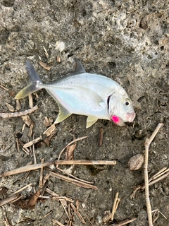 ロウニンアジの釣果