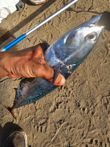 マルソウダの釣果