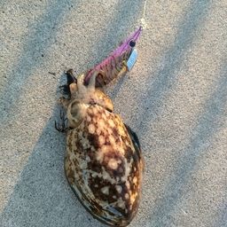 コウイカ