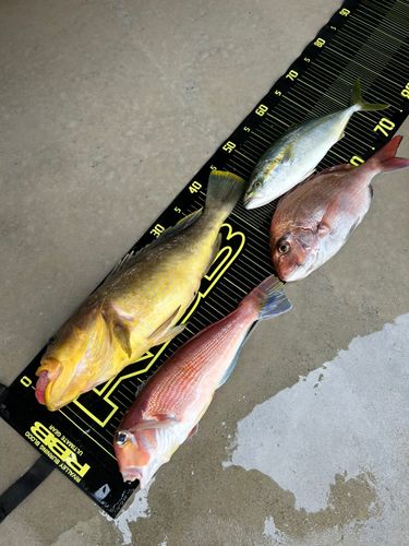 アオハタの釣果
