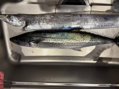 タチウオの釣果