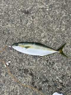 ヒラマサの釣果