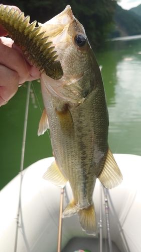 ブラックバスの釣果