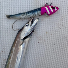 タチウオの釣果