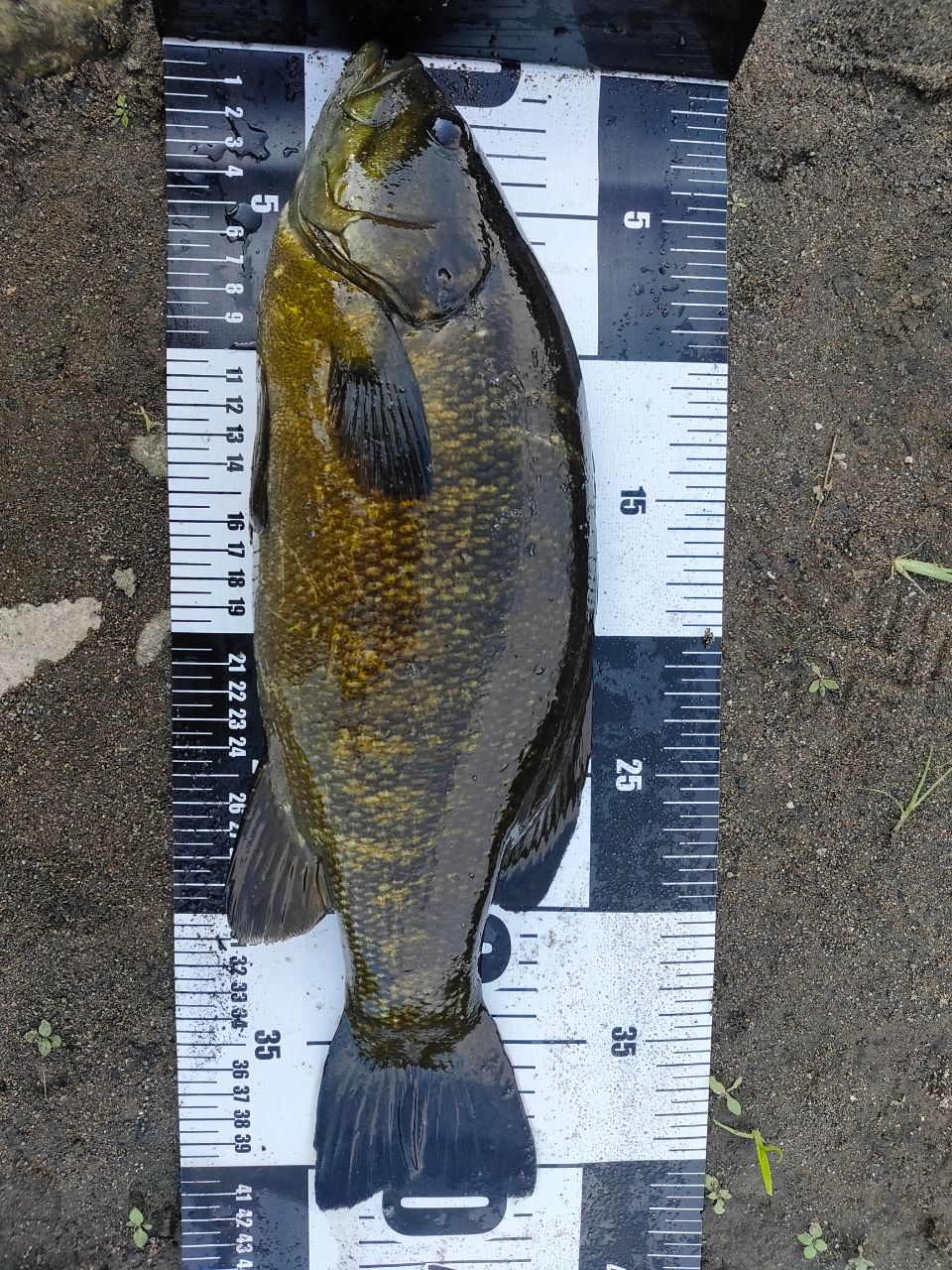 スモールマウスバス