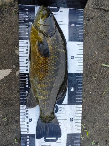 スモールマウスバスの釣果