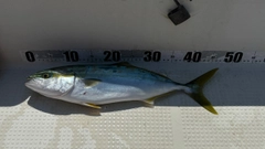 イナダの釣果