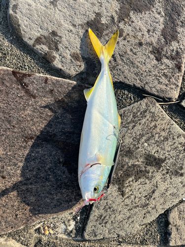 ワカシの釣果