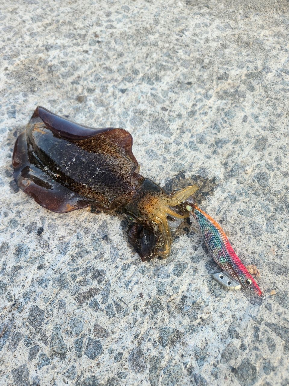 アオリイカ