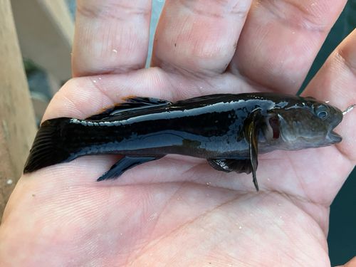 チチブの釣果