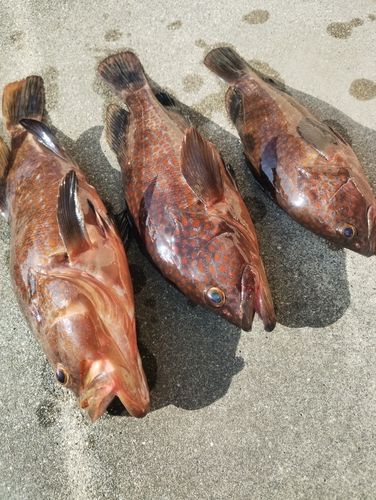 キジハタの釣果