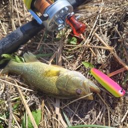 ラージマウスバス