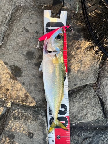サバの釣果