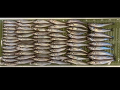シロギスの釣果