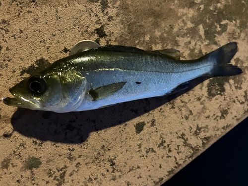 セイゴ（マルスズキ）の釣果