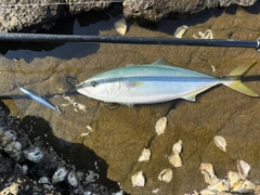 ヤズの釣果
