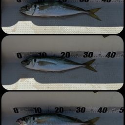 アジ
