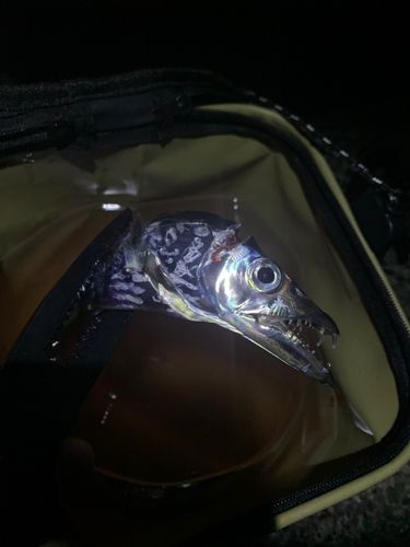 和歌浦湾