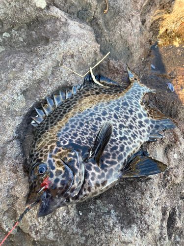 イシガキダイの釣果