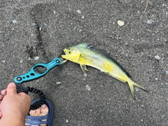 シイラの釣果