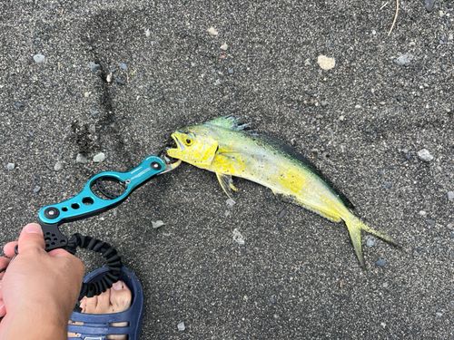シイラの釣果